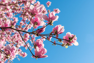 Fototapeta na wymiar Magnolia flower on branch against blue sky in spring season