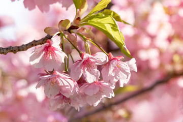 Kawazu Sakura of Fukuei Sports Plaza, Ichikawa City, Chiba Prefecture, Japan