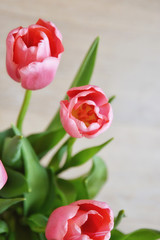bouquet of tulips on white background