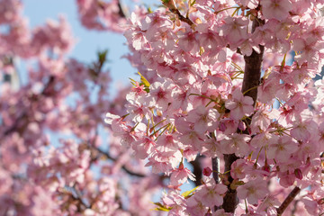 Kawazu Sakura of Fukuei Sports Plaza, Ichikawa City, Chiba Prefecture, Japan