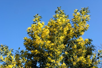 mimosa en fleurs