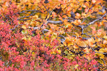 Birke (Betula) im Herbstkleid, Island
