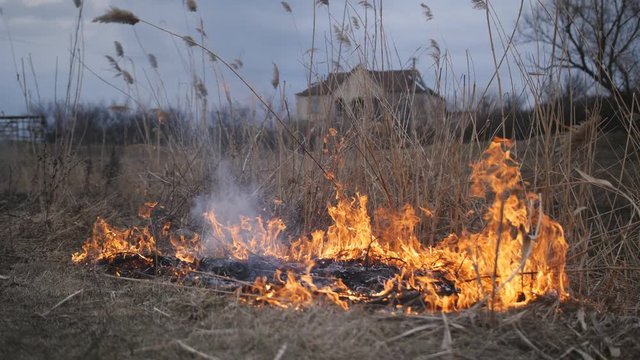 Fire destroys the reeds on the river Bank. Burning dry reeds by the river.