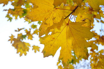 yellow maple leaves