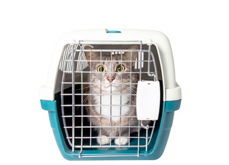 Cute lost grey cat sits in a plastic cage pet carrier isolated on white. Travel transportation, veterinary clinic and pet care concept