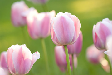 pink beautiful tulips blooming in the summer sunny field