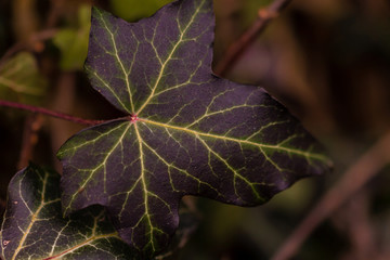Efeublatt verschiedene Farben