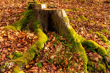 Abgesägter Baumstumpf mit Laub