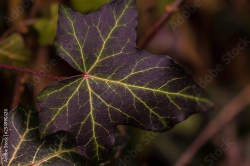 Efeublatt verschiedene Farben