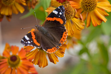 Admiral - Schmetterling auf  gelber Blüte