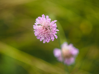 purple flowers in the field
