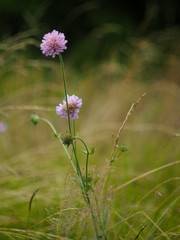 purple flowers in the field