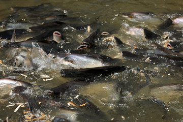 Fische im Fluß Chao Praya in Bangkok