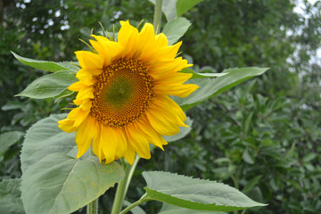 Fototapeta premium Flower of yellow sunflower
