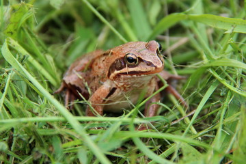frog in the grass close-up