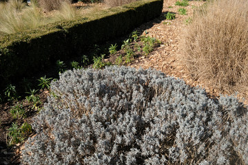 massif de plantes