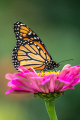 monarch butterfly, Danaus plexippus