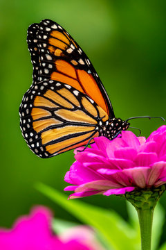 Monarch Butterfly, Danaus Plexippus