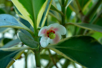 White and red flower