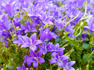 Fototapeta na wymiar A lot of blue beautiful bellflowers close up. Campanula flower. Flowers of Asia and Africa. Blue flowers bed.