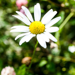 daisy in the grass