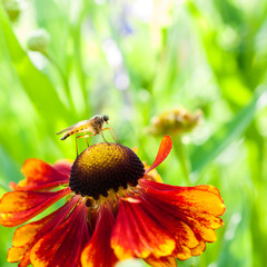 bee on a flower