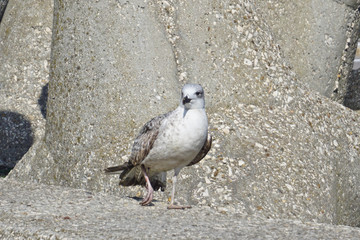 Seagull, close-up bird