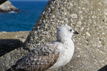 Seagull, close-up bird