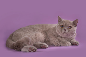 thick British Shorthair cat on a pink background