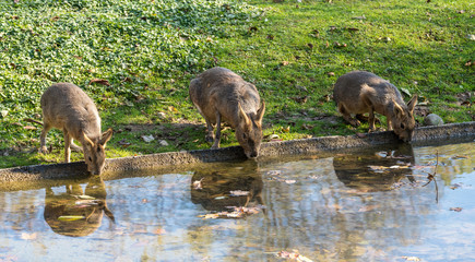 Patagonian Mara, Dolichotis patagonum are large relatives of guinea pigs