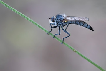 dragonfly on green background