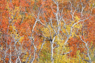 Birke (Betula) im Herbstkleid, Island