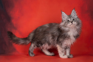 fluffy cat Kuril Bobtail on a bright red background