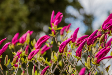 flowers in the garden