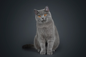 Obraz premium Kot brytyjski krótkowłosy na szarym tle