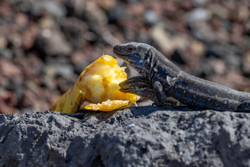 La Palma wall lizard (Gallotia galloti palmae) resting on volcanic rock eating banana