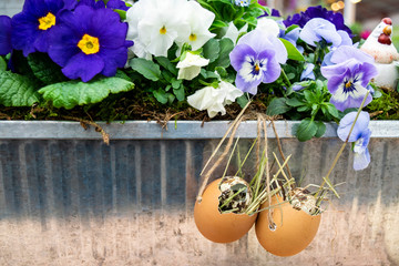 Creative Easter background with eggs, hay and pansies.  Easter card in rustic style. 