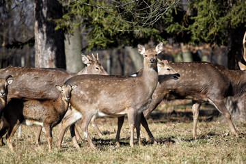 Beautiful Female Deers with Mouflons in the Forest Winter Time
