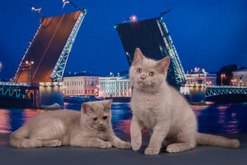 British kittens on the background of bridges