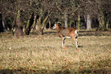Beautiful Mouflon Male in Winter on Grass Sunny Colorful Ovis aries musimon Stock Photo