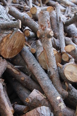 pile of logs