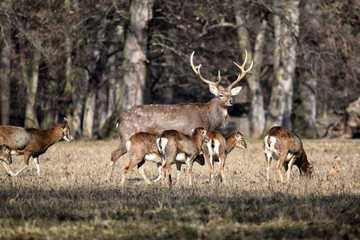 Naklejka na ściany i meble Beautiful Dybowskii Deer with Mouflons in the Forest Winter Time Stock Photo