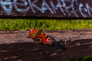 Pfauenauge auf Bank