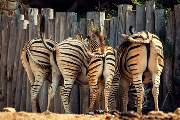 Naklejka na ściany i meble Zebras Back View withWooden Background