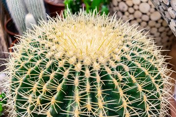 Round cactus with large spikes close-up. Green spiny cactus.