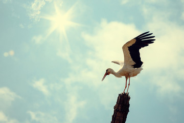 Stork Bird with Spread Wings with Clouds and Sun on Background