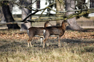 Mouflon Females in Winter Looking Watching Focusing on Ovis aries musimon Stock Photo
