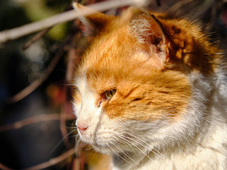 Lateral head shot of an orange tabby cat staring off.  Head in sunlit, with shadows of surrounding branches