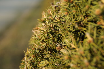 Schloss Moritzburg im Winter