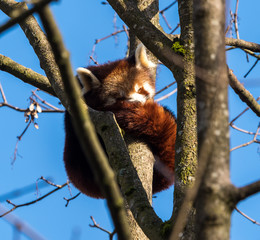 The red panda, Ailurus fulgens, also called the lesser panda.